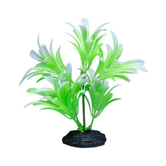 Green & White, 1ea/SM