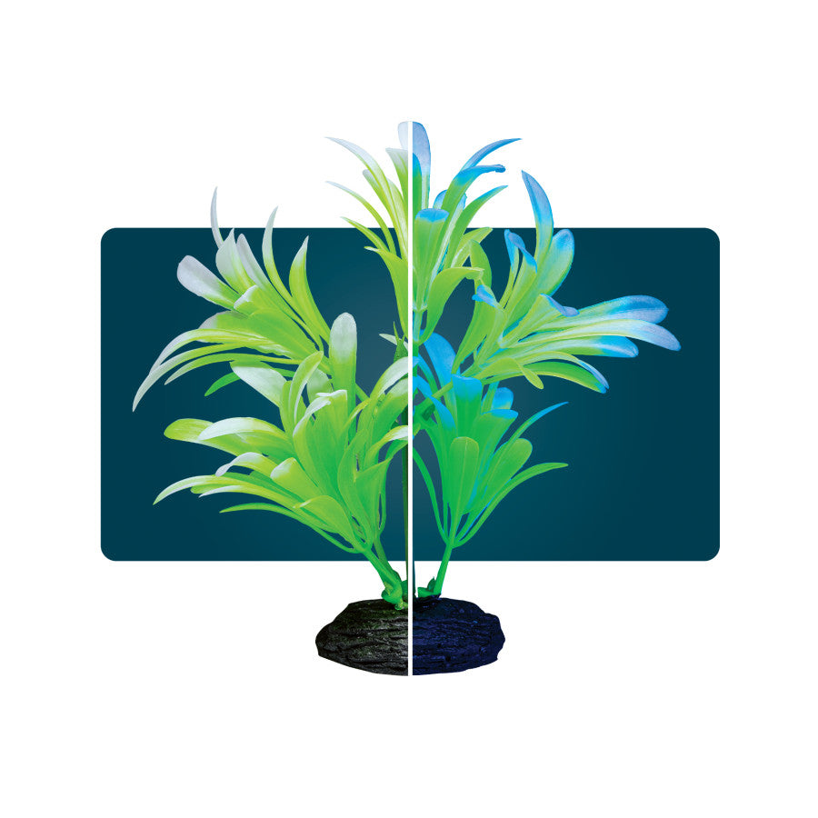 Green & White, 1ea/SM