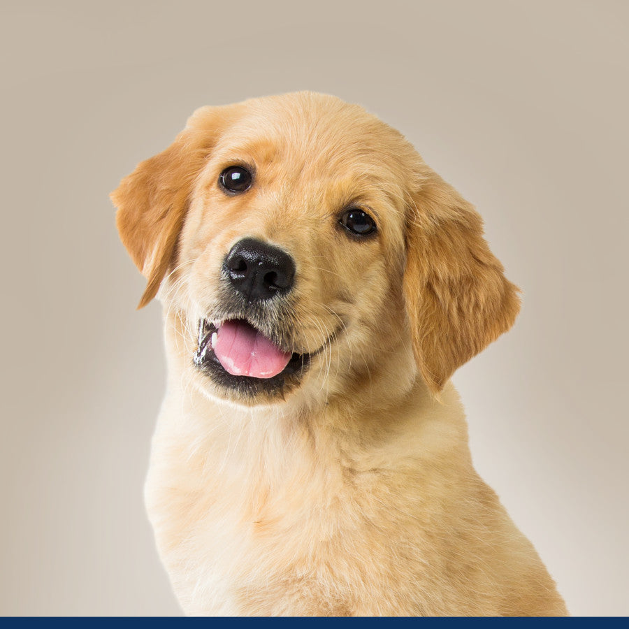 Puppy, 1ea/16 Fl. Oz.