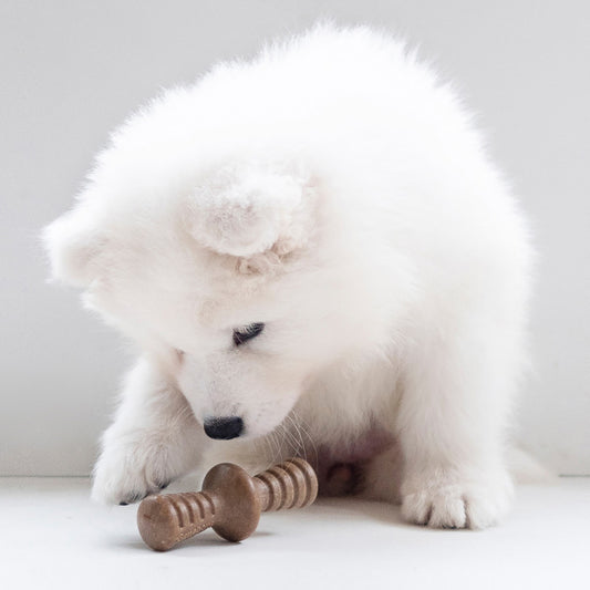 Maplewood & Bacon, 1ea/XS|2 pk