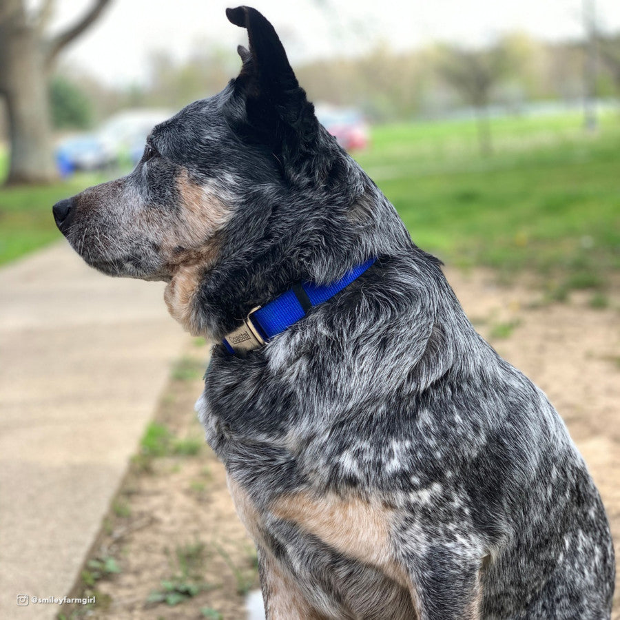 Blue, 1ea/1 In X 14-20 in