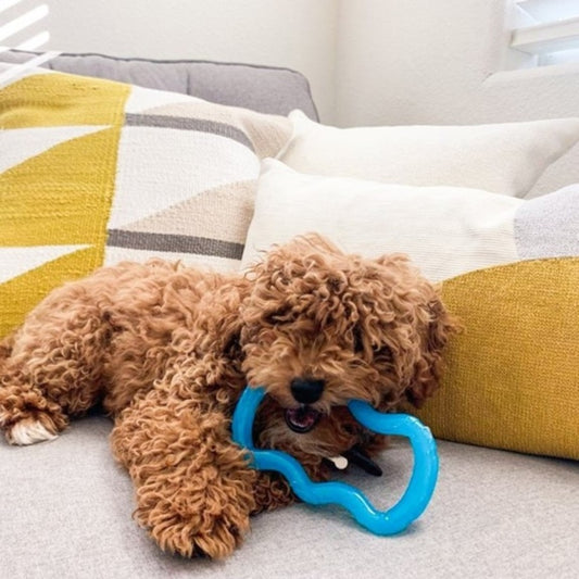 Tug Toy, 1ea/XS/Petite (1 ct)