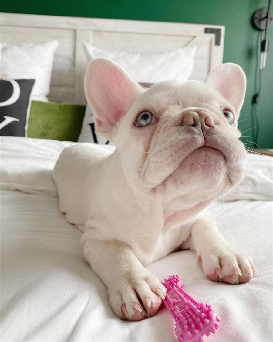 Pink Bone, Chicken, 1ea/XS/Petite (1 ct)