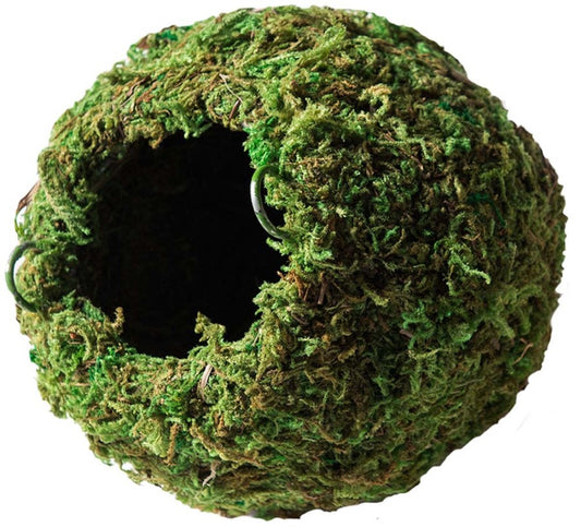 Fresh Green, 1ea/6 in