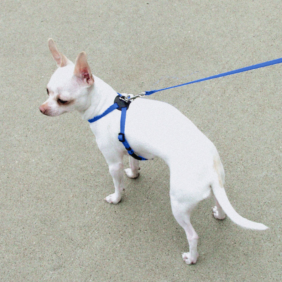 Blue, 1ea/SM, 5/8In X 18-24 in