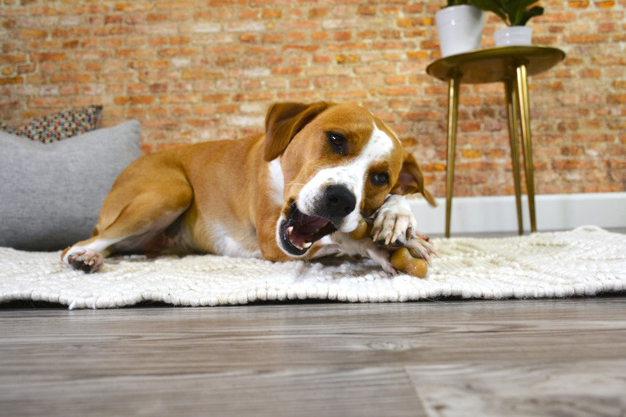 Wishbone, Chicken, 1ea/Large/Giant (1 ct)