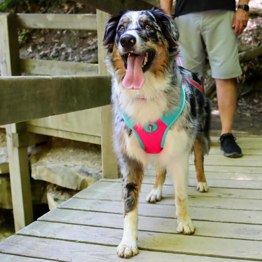 Fuscia, Teal, 1ea/1 In X 14-20 in