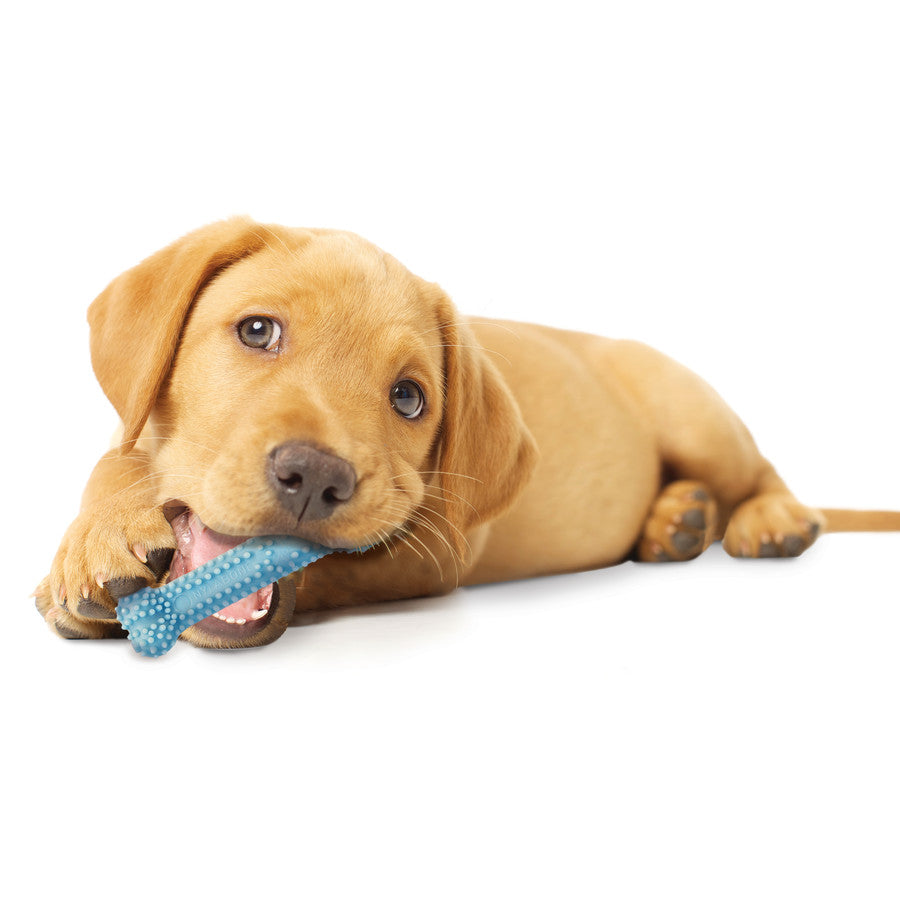 Blue Bone, Chicken, 1ea/XS/Petite (1 ct)