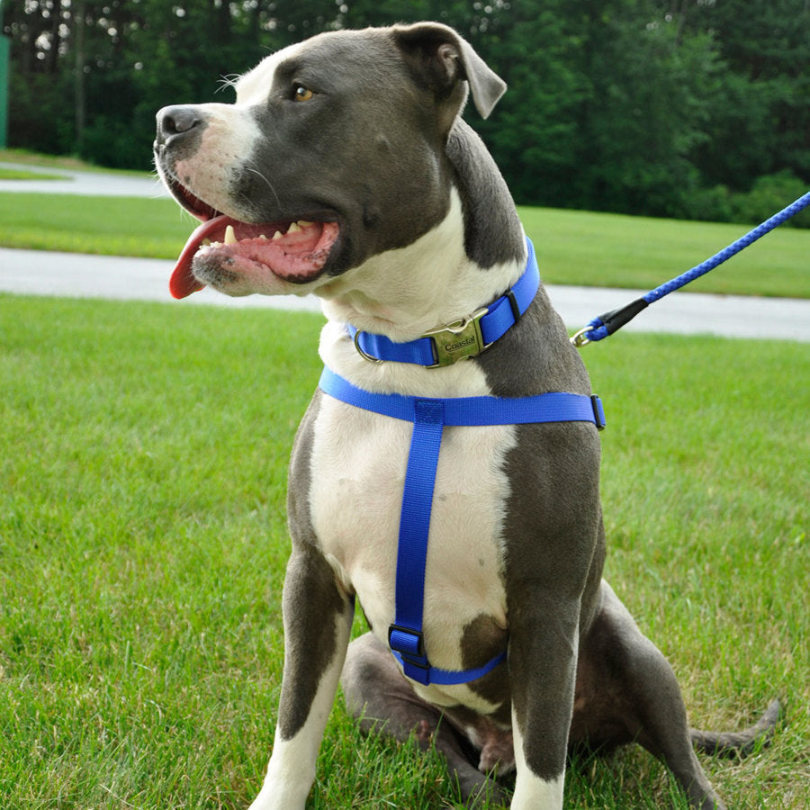 Blue, 1ea/LG, 1In X 26-38 in