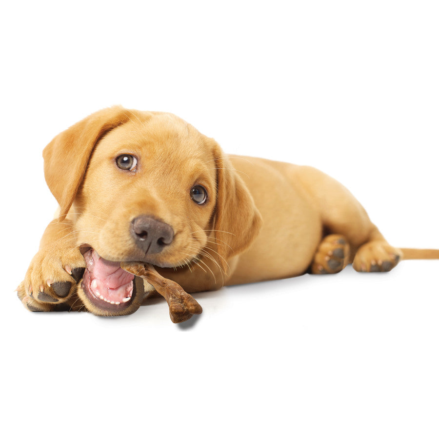 Puppy Wild Bone, 1ea/SMall/Regular (4 ct)