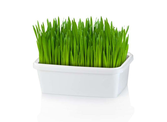 Organic Wheatgrass, 1ea/2 oz