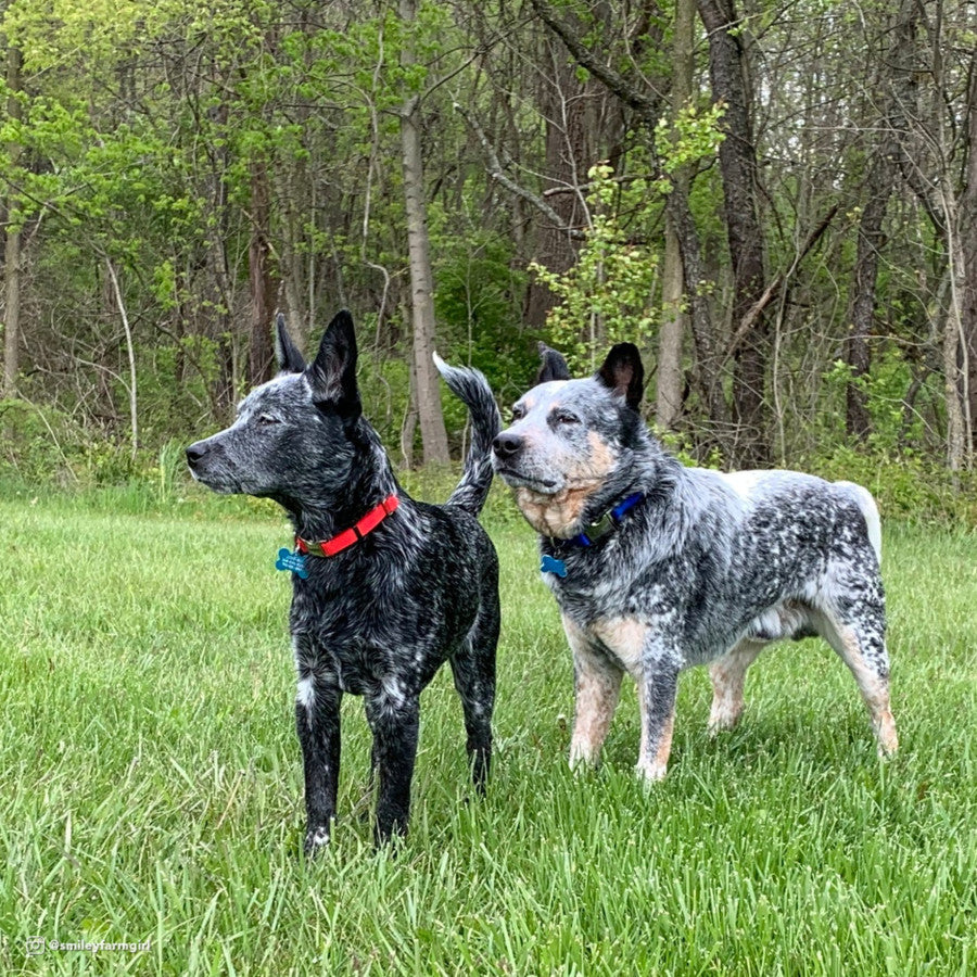 Blue, 1ea/1 In X 14-20 in