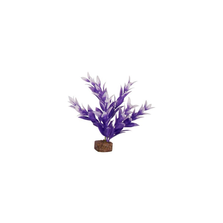 Purple/White, 1ea/SM