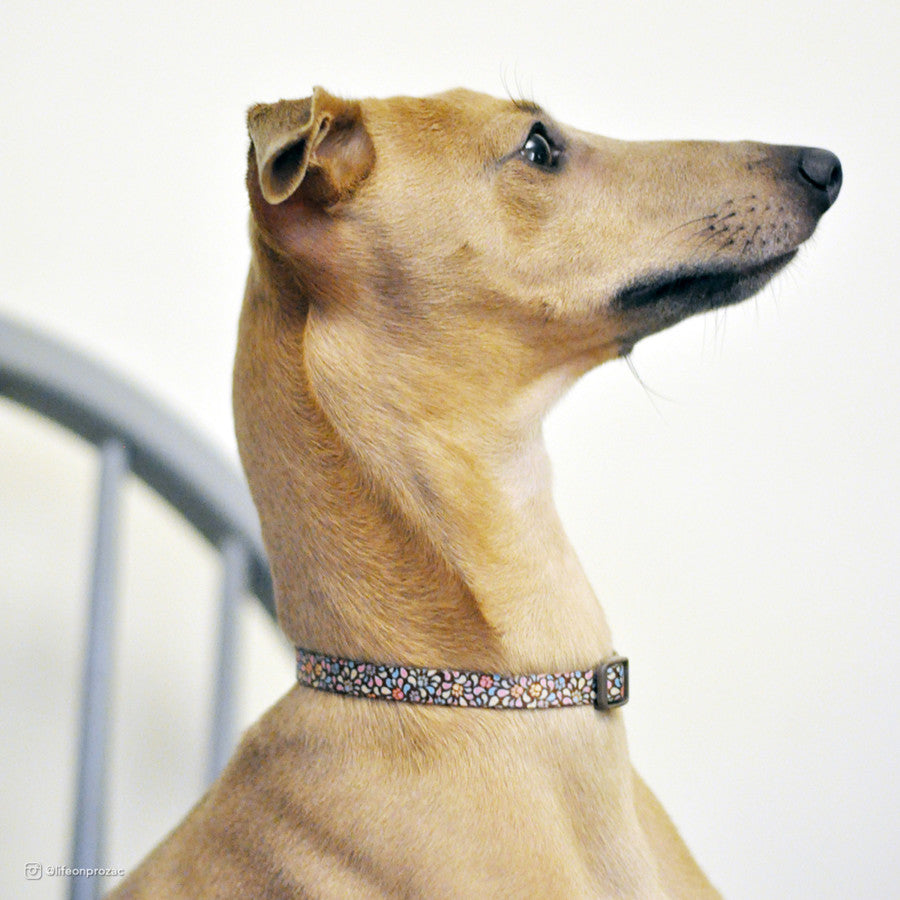 Purple Paws, 1ea/1In X 18-26 in