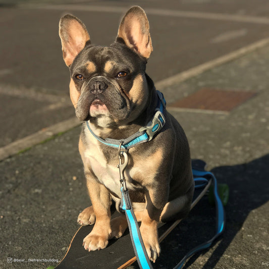 Bright Blue, Grey, 1ea/3/4 In X 6 ft