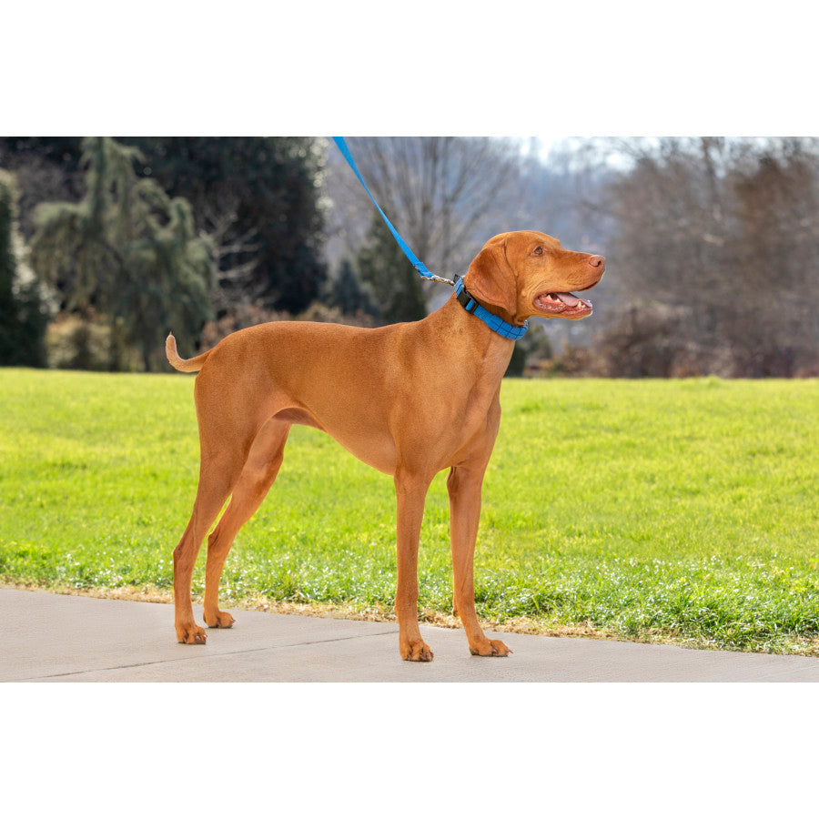 3/4in wide, Royal Blue, 1ea/MD