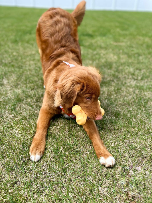 Cheese Bone, Cheese, 1ea/Large/Giant (1 ct)