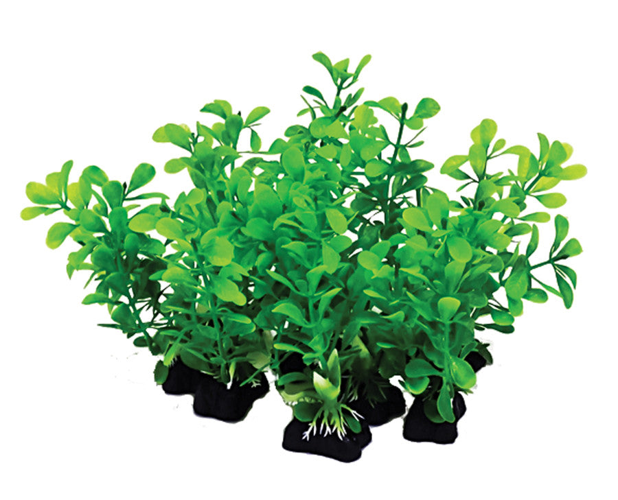 Green, 1ea/6 in, 12 pk