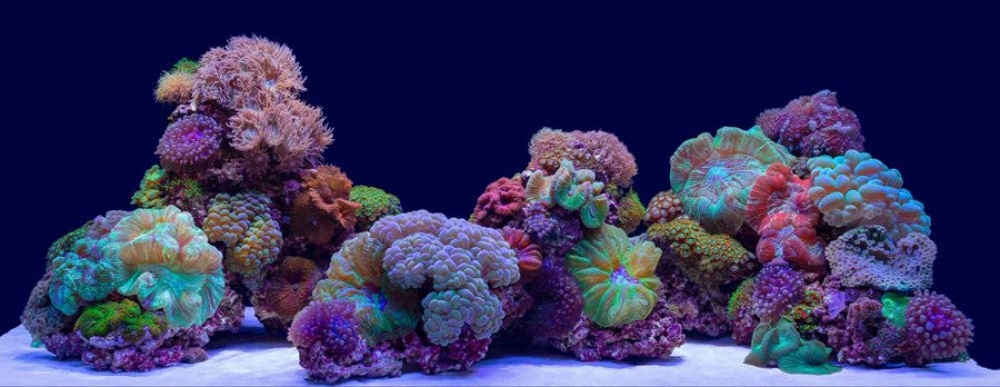 Coral Bliss & Luscia Reef, 1ea/24 in X 50 ft