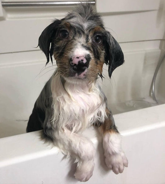 Tear-Free Puppy Shampoo, 1ea/16 oz (1 ct)