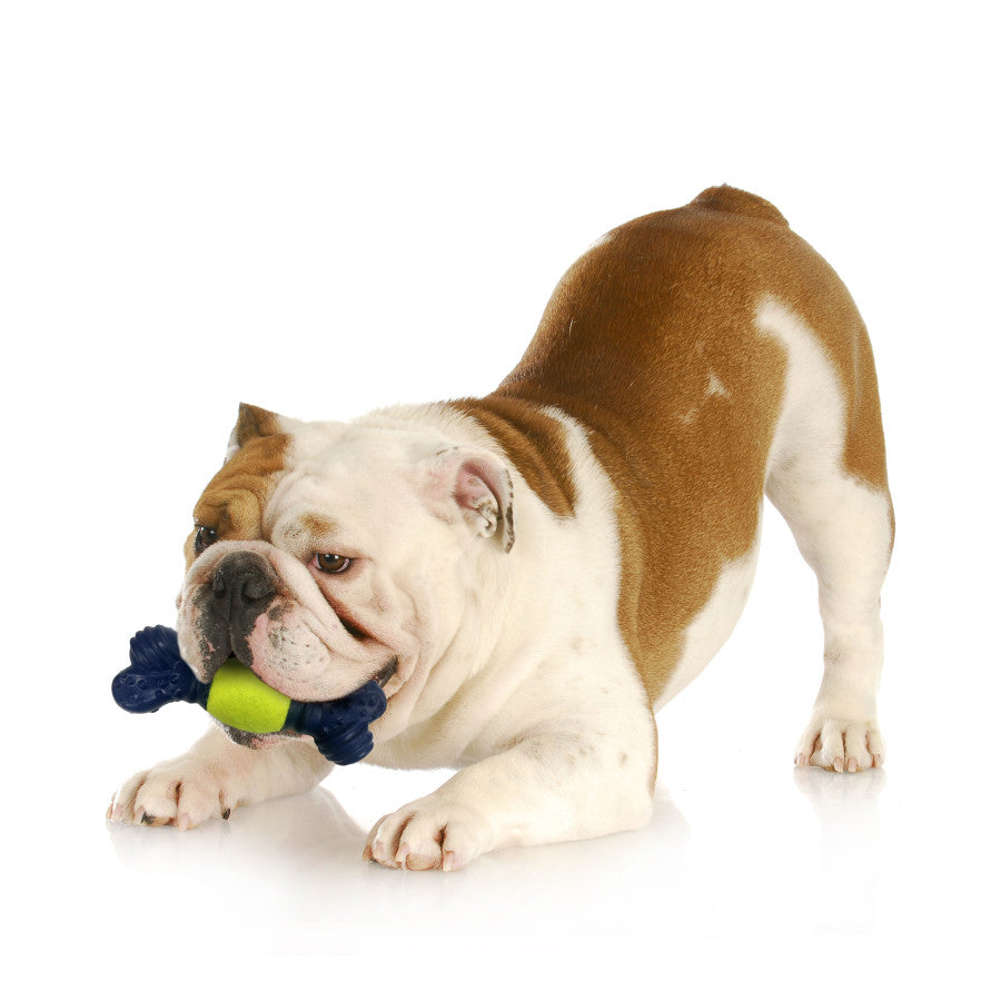 Play 'n Fetch, 1ea/One Size (1 ct)