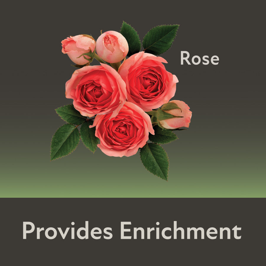 Rose, 1ea/3.5 oz