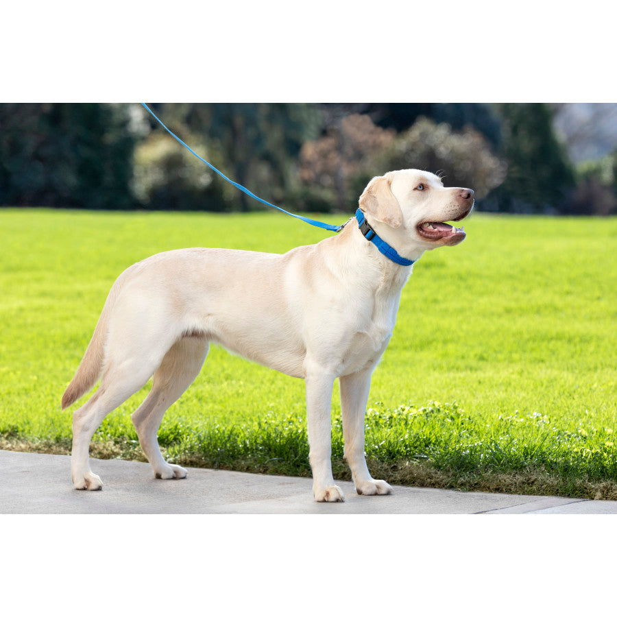 1in wide, Royal Blue, 1ea/LG